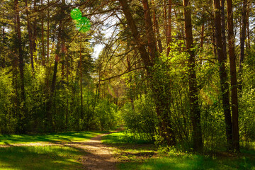 Obraz premium Sunbeams streaming through the pine trees and illuminating the young green foliage on the bushes in the pine forest in spring.