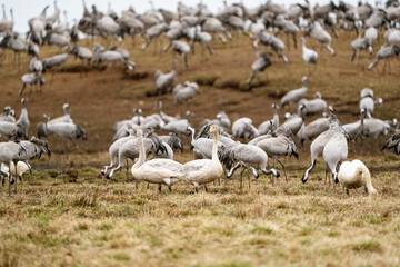 Cranes (grus grus) during a courtship dance and in the background a group of cranes eating and fighting and standing around the lake
