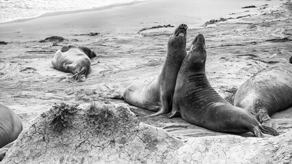Sea Lions along Big Sur coastline, California