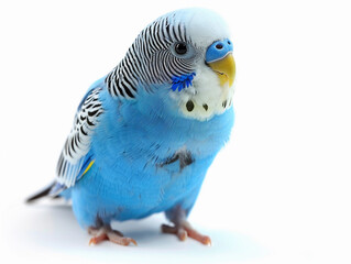 Naklejka premium Vibrant Blue Parakeet Perched on Surface With a Soft White Background