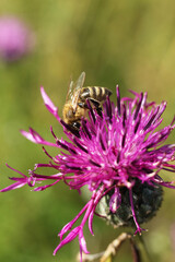 Bee collecting pollen from a purple thistle flower on a meadow