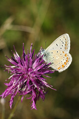 Obraz premium Polyommatus icarus, common blue butterfly male sitting on a flower 
