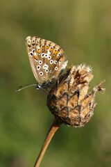Polyommatus icarus, common blue butterfly female sitting on a flower	