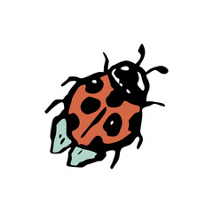 Inky red and black ladybug sketch. Hand drawn insect illustration