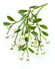 Close-up of a sprig of mistletoe with white berries and green leaves.