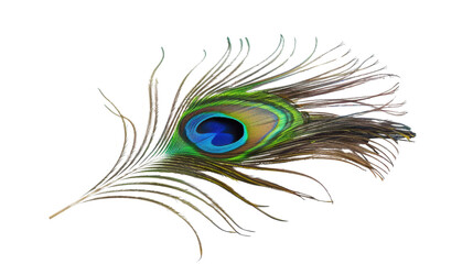Obraz premium A peacock feather on transparent background