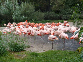Many flamingos together