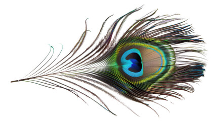 Obraz premium A peacock feather on transparent background