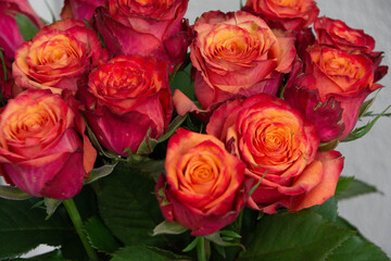 Obraz premium グラデーションカラーのバラ