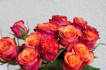 グラデーションカラーのバラ