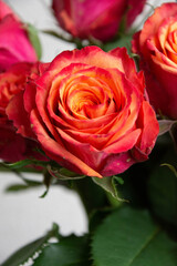 グラデーションカラーのバラ