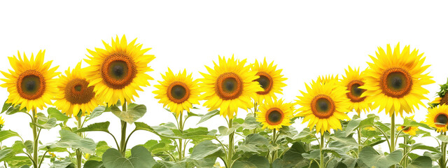 A sunflower isolated on white transparent background