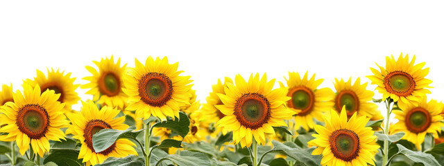 A sunflower isolated on white transparent background