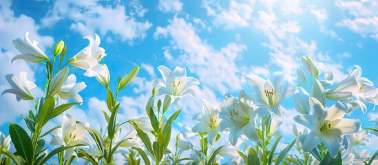 Copy space image featuring stunning white Madonna lilies blooming against a vivid blue sky