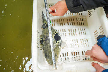 Technicians are measuring the body length of pufferfish in a breeding farm, Luannan County, Hebei...