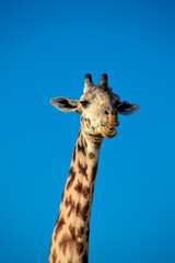 Tall Giraffe Looking at Camera Portrait Against Bright Blue Sky
