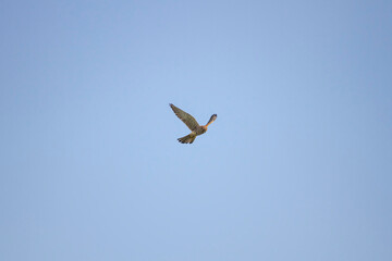 European Kestrel stops in midair after spotting prey
