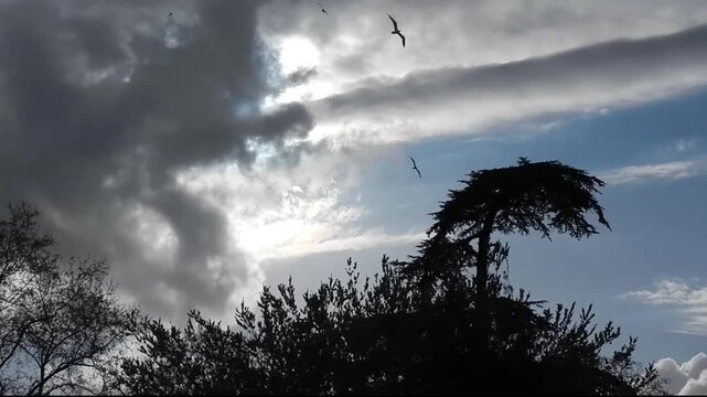 Sky with moving grey clouds, Iridescence clouds, Irisation sunlight, flying birds and dark trees in Mediterranean climate. Topics: colorful optical phenomenon, weather, meteorology