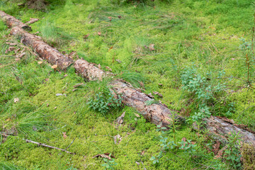 A log in the middle of a green forest, moss and vegetation.