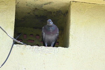 Rock dove or rock pigeon. It is a popular pet bird in the world. In some areas, it is also bringing...