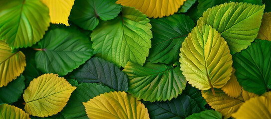 Obraz premium Autumn background. Autumn leaves.