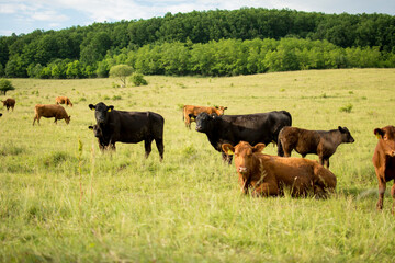 A herd of cows grazing in a lush green pasture, enclosed by an electric fence, on a sunny day.