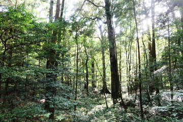 Obraz premium Giant Tall big old trees in the forest in day time with sunlight 