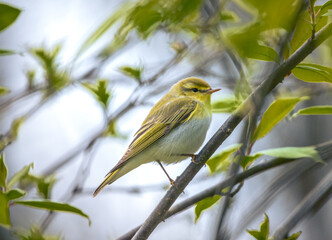 Wild bird