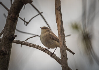 Sparrow