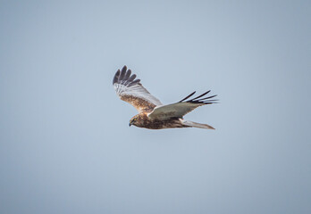 Wild bird