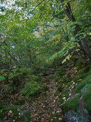 growing trees in Ukraine