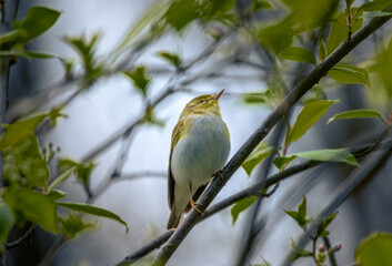 Wild bird