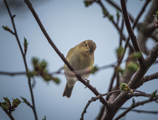 Sparrow