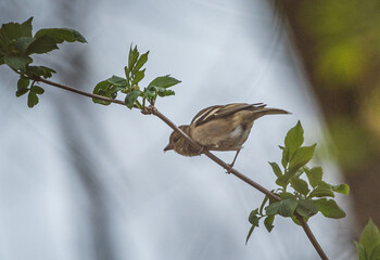 Sparrow