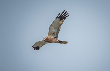 Wild bird