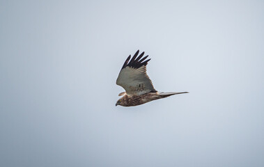 Wild bird