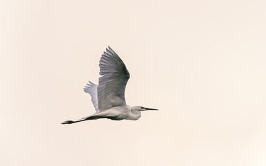 Heron