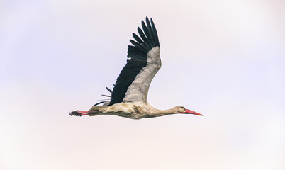 Stork