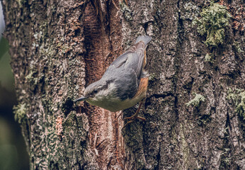 Wild bird