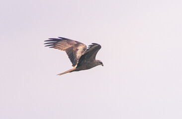 Wild bird