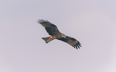 Wild bird