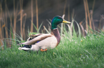 Fototapeta premium Wild duck