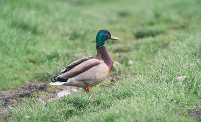 Wild duck