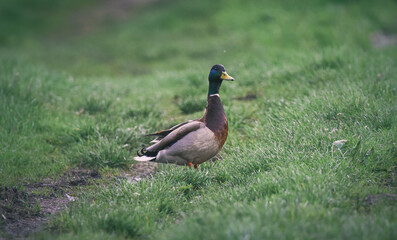 Wild duck