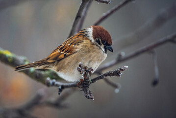 Naklejka premium Sparrow