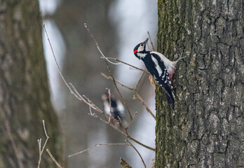 Woodpecker