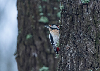 Woodpecker