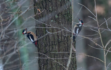 Woodpecker