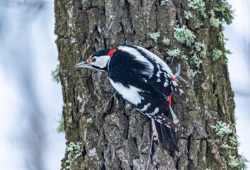 Woodpecker