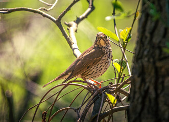 Wild bird